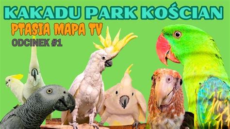 Ptasia Mapa Tv Kakadu Park Ko Cian Youtube