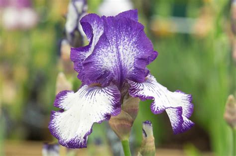 10 Bearded Irises To Grow