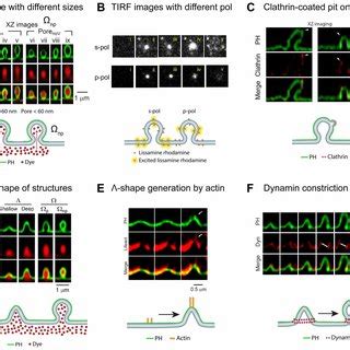 Summary Of The Recent Understanding Of Fusion Pore And Vesicle