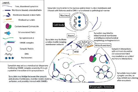 Figure 1 from Alpha-Synuclein Function and Dysfunction on Cellular ...