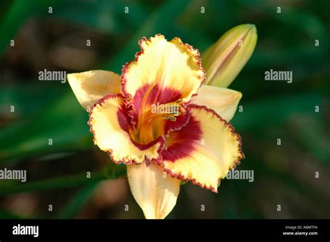 Modern Daylilyies Daylily Breeding For Color And Edging And Shape For