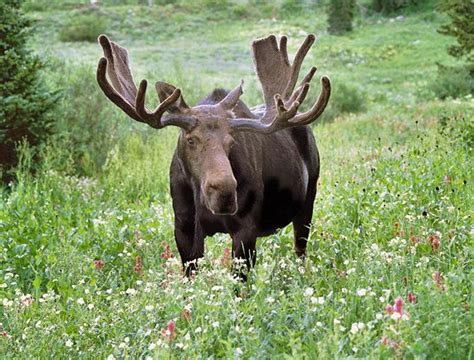 Bull Moose Bull Moose Types Of Forests Animals Beautiful