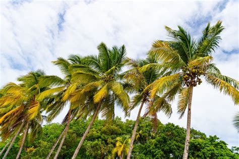 Tropical Summer Palm Tree Tropical Summer Palm Plant Stock Image