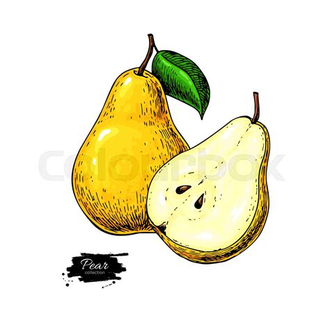 Pear Vector Drawing Isolated Hand Drawn Pear And Sliced Pieces