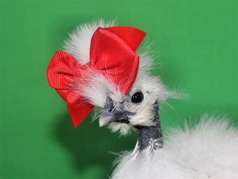 Naked Neck Silkie Chicken With Bow A Photo On Flickriver