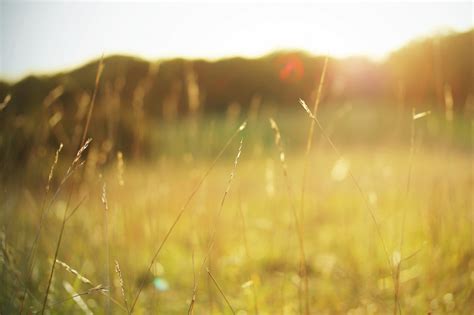 Wallpaper Sunlight Sunset Water Nature Reflection Plants Field