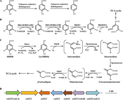 Comparative Transcriptome Analysis Reveals The Mechanism Underlying