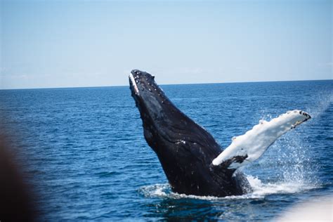 Whale Watching In Provincetown, Cape Cod - Captain's Manor Inn (Falmouth, Massachusetts)