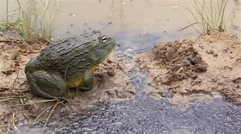 Biomorphosis The African Bullfrog Is The Biggest Frog In Africa