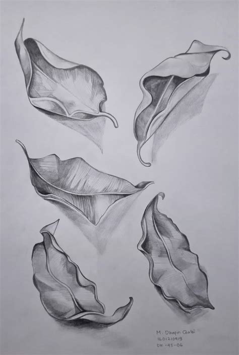 Pencil Drawing Shading Leaf Leaves Sketch Drawing Sketches Pencil