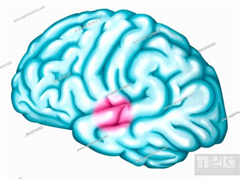 Primary auditory cortex. Location of the primary auditory cortex in ...