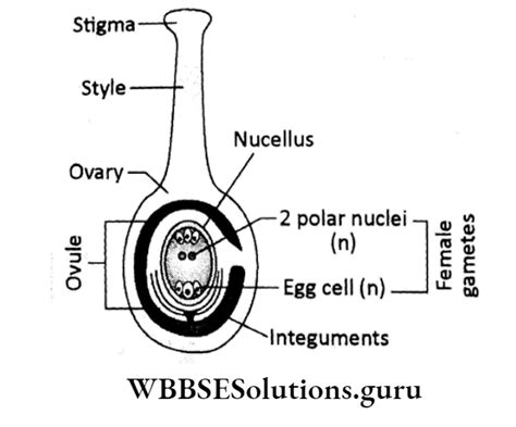 Wbbse Solutions For Class Life Science Chapter Continuity Of Life