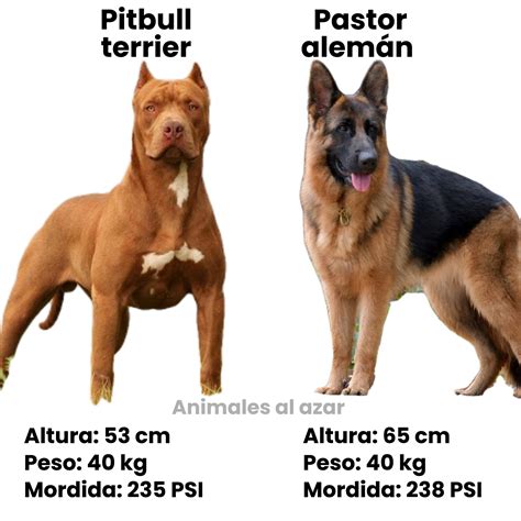 pastor aleman pitbull