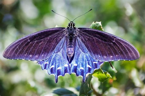 Man Single Handedly Saves Rare Pipevine Swallowtail Butterfly