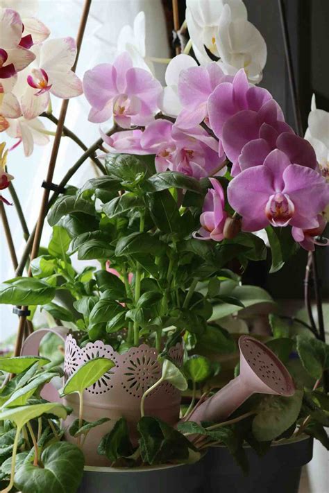 Watering an Orchid: How to, When to and How Often - Little Flower Cottage