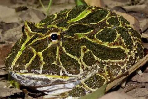 10 Types Of Frogs That Can Actually Eat Birds The Critter Hideout