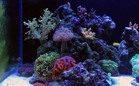 Beginner S Guide To Marine Corals