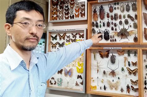 El Fascinante Insecto Anisobas Maculiventris Bajo Estudio Entomol Gico