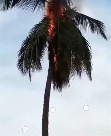 Coconut Tree Catches Fire In Festac Video Nairaland General Nigeria