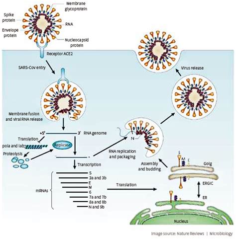 A brief review of SARS-CoV-2 entry points 