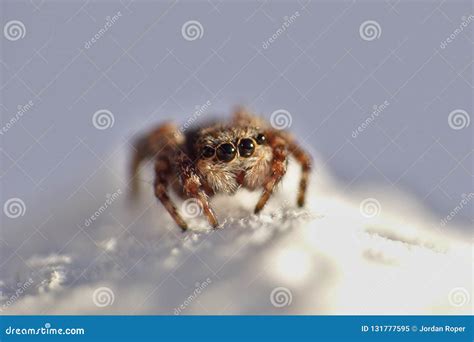 Macro Photography Close Up Of A Jumping Spider Photo Taken In The UK