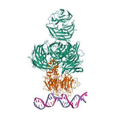 Rcsb Pdb E Damaged Dna Induced Uv Damaged Dna Binding Protein Uv