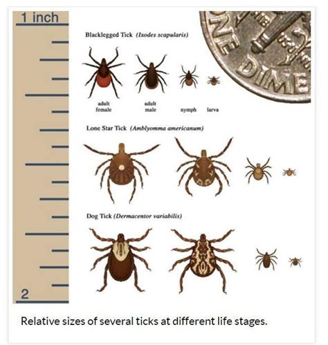 Tick And Mosquito Borne Illnesses Surge In Us And Canada Digital