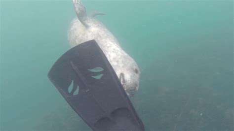 Playful Seal Pups At The Farne Islands 2 Youtube