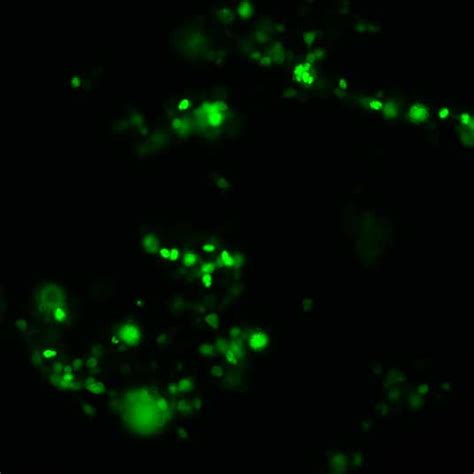 Human Ppar Gamma Nr1c3 基因 Hg12019 义翘神州