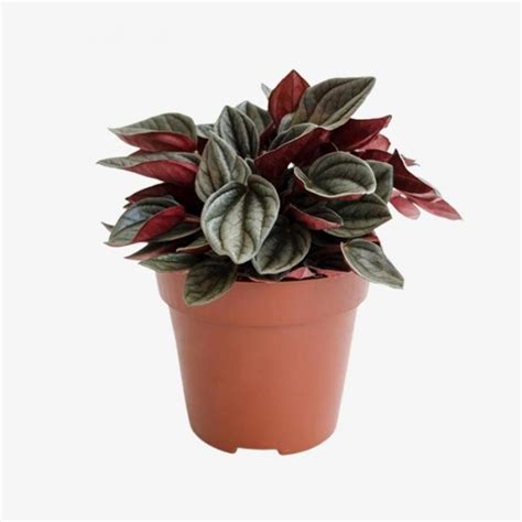 Peperomia Santorini Indoor Plant Table Top Exotic Plant