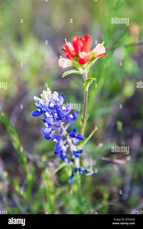 Indian Paint Brush Flowers Texas Hi Res Stock Photography And Images