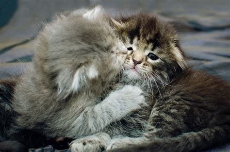 Two Small Striped Domestic Kittens Hugging Each Other At Home Lying On