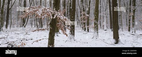 Birch forest with snow Stock Photo - Alamy