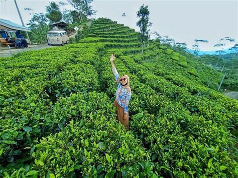 Kebun Teh Nglinggo Kulon Progo Harga Tiket Masuk Ke Kebun Teh