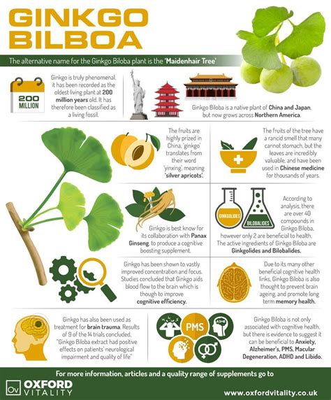 Ginkgo Biloba Side Effects And Benefits - Coremymages