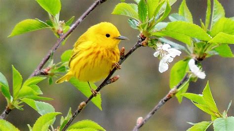 Yellow Warbler Bird Is Standing On Tree Branch Stalk With Green Leaves