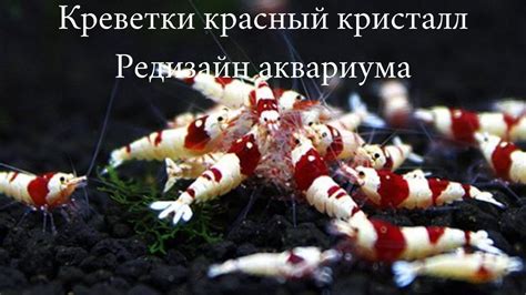 Перестановка в аквариуме с красными кристаллами - YouTube