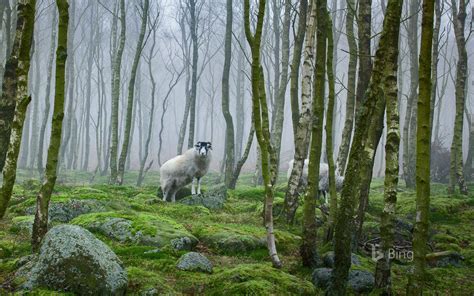 Bing Daily Picture For July 11 Sheep In The Peak District National