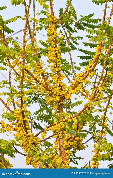 phyllanthus acidus  tree stock image image  gooseberry