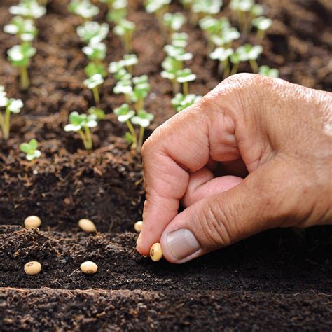 Calendrier Des Semis Pour L Gumes De Potager Je Jardine