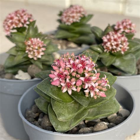 Crassula Springtime Giromagi Cactus And Succulents