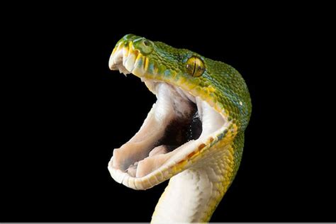 Close-up of the magical beauty of snakes - The silent killer