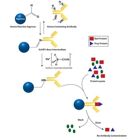 Co Immunoprecipitation Web Scientific