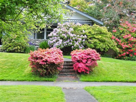 Scene Through My Eyes Just Rhododendrons