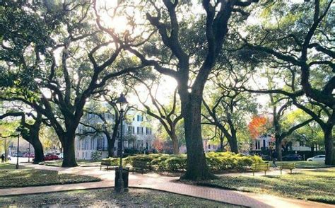 Pin by Scott Skinner on Savannah, Ga | Plants, Tree, Garden