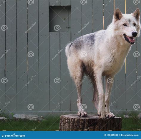 Smiling Wolf Stock Photo Image Of Smiling Animal Gorgeous 158395080