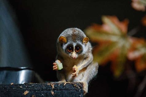 Slow Loris Profile Facts Diet Venom Pet Conservation Primates Park