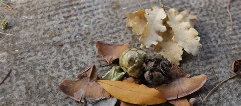 Forest School Certificate