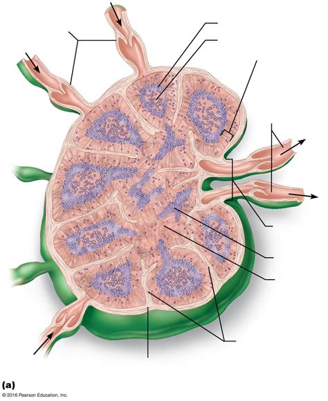 Aandp Ii Chapter 22 Lymph Node Diagram Quizlet