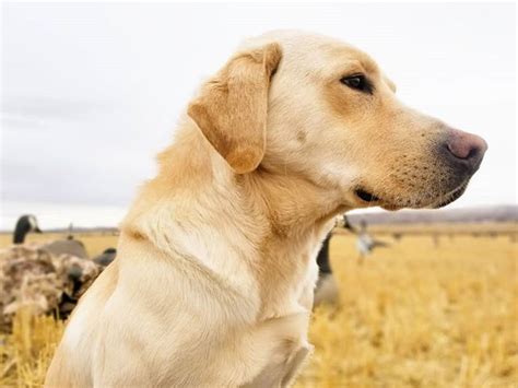 Diamond R Kennels Stud Dogs Montana Labs